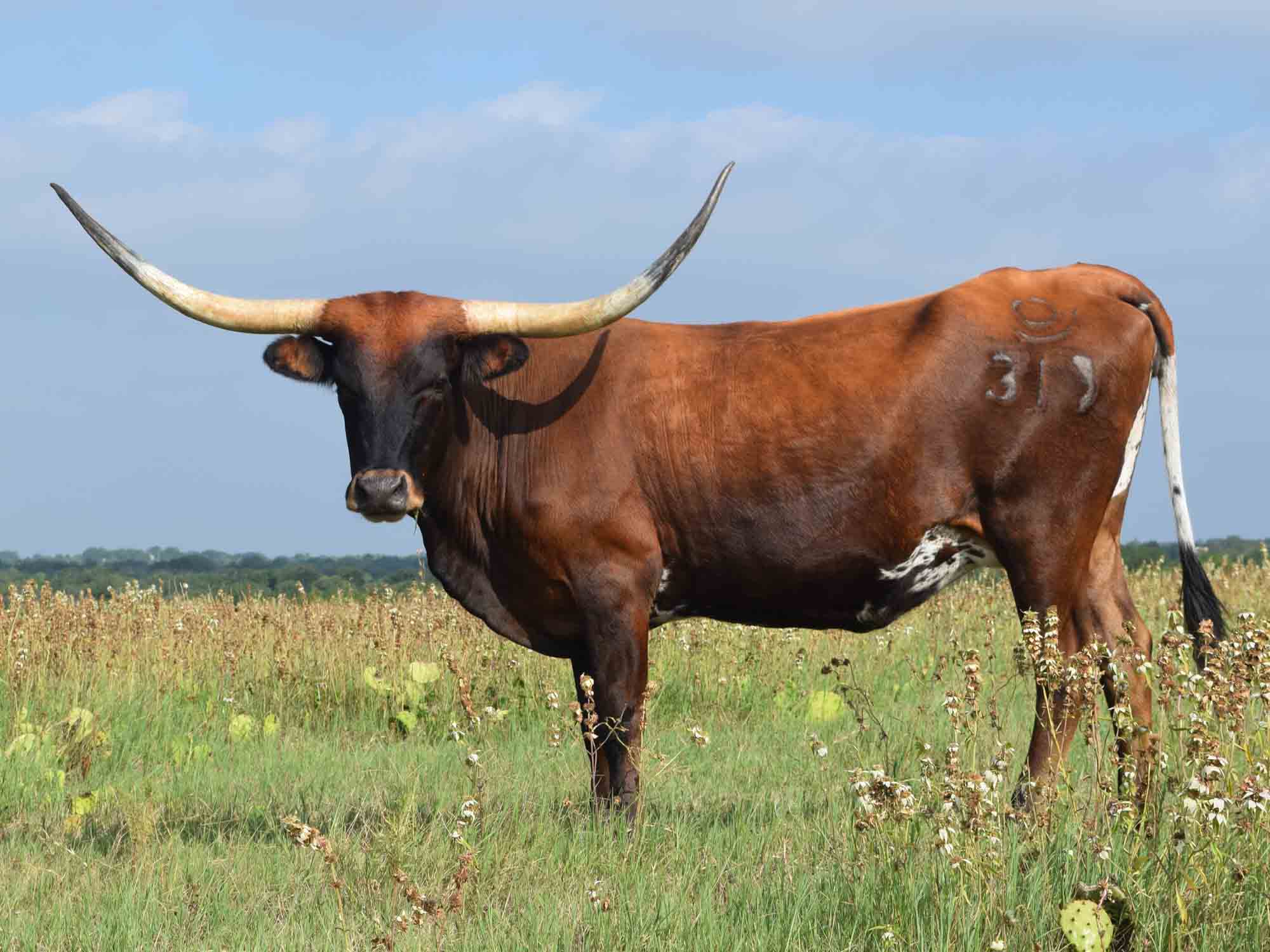 Rocking O Longhorns Texas Longhorn package deals and starter herds